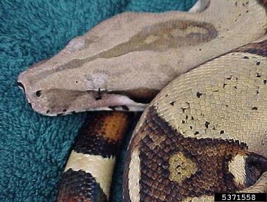 common boa, Boa constrictor  (Squamata: Boidae) - 5371558