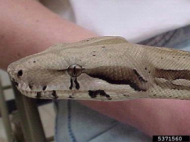 common boa, Boa constrictor  (Squamata: Boidae) - 5371560