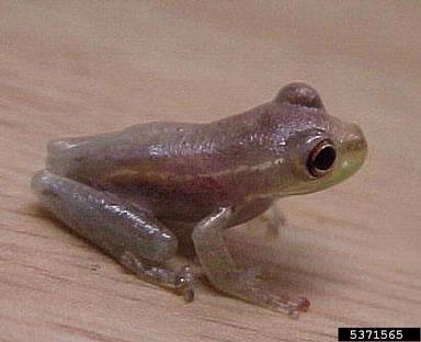 Cuban treefrog, Osteopilus septentrionalis  (Anura: Hylidae) - 5371565