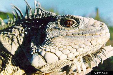 green iguana, Iguana iguana  (Squamata: Iguanidae) - 5371568