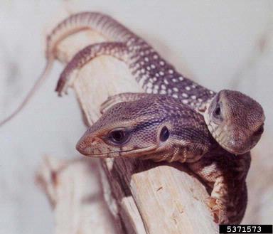 Nile monitor, Varanus niloticus  (Squamata: Varanidae) - 5371573