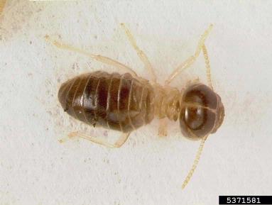tree termite, Nasutitermes costalis  (Isoptera: Termitidae) - 5371581
