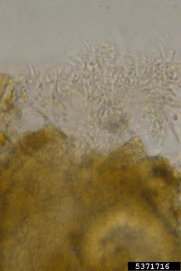 Kutilakesa fungus, Kutilakesa madreeya  (Incertae sedis: Incertae sedis) - 5371716