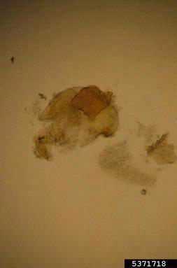 Kutilakesa fungus, Kutilakesa madreeya  (Incertae sedis: Incertae sedis) - 5371718
