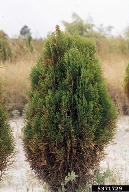 leaf spot (Passalora sequoiae ) on Oriental arborvitae (Platycladus orientalis ) - 5371729