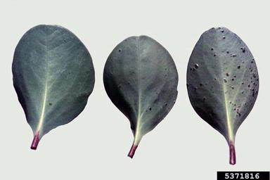 Cercospora fungi (Cercospora spp. ) on peperomia (Peperomia spp. ) - 5371816
