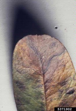 Cercospora fungi (Cercospora spp. ) on scarlet firethorn (Pyracantha coccinea ) - 5371902