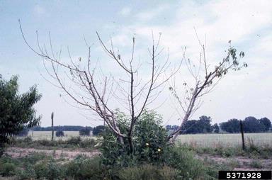 Cytospora cankers (Cytospora spp. ) on peach (Prunus persica ) - 5371928