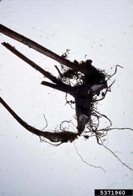 Armillaria root rot (Armillaria tabescens ) on iron fern (Rumohra adiantiformis ) - 5371960