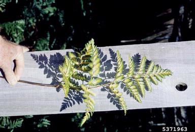 Armillaria root rot (Armillaria tabescens ) on iron fern (Rumohra adiantiformis ) - 5371963