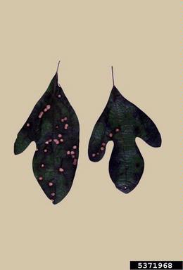leaf spot (Tubakia dryina ) on sassafras (Sassafras albidum ) - 5371968