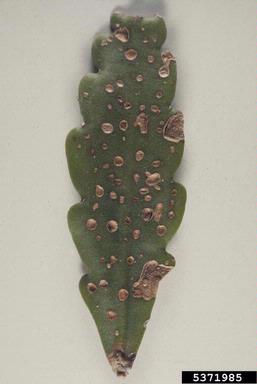 Cercospora fungi (Cercospora spp. ) on Chinese wisteria (Wisteria sinensis ) - 5371985