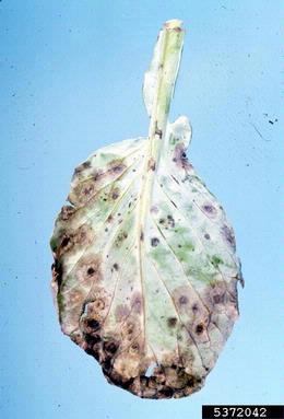 Alternaria black molds / stem cankers (Alternaria spp. ) on cabbage (Brassica oleracea var. capitata) - 5372042