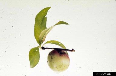 peach scab (Venturia carpophila ) on peach (Prunus persica ) - 5372146