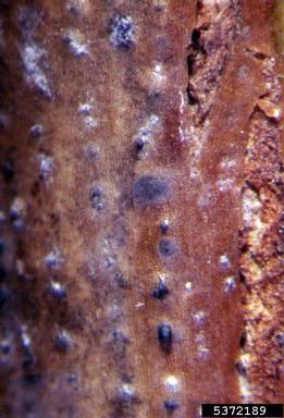 stem canker (Leptosphaeria coniothyrium ) on rose (Rosa spp. ) - 5372189