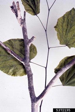 Corticium fungus (Corticium salmonicolor ) on eastern redbud (Cercis canadensis ) - 5372195