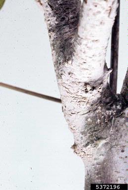 Corticium fungus (Corticium salmonicolor ) on eastern redbud (Cercis canadensis ) - 5372196