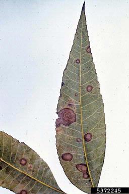 zonate leaf spot (Grovesinia pyramidalis ) on pecan (Carya illinoinensis ) - 5372245