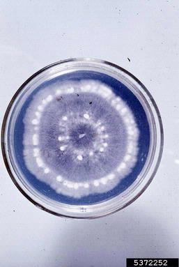 zonate leaf spot, Grovesinia pyramidalis  (Helotiales: Sclerotiniaceae) - 5372252