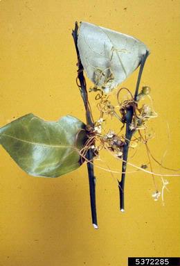 American dodder (Cuscuta americana ) on citrus (Citrus spp. ) - 5372285