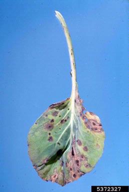 Alternaria black molds / stem cankers (Alternaria spp. ) on cabbage (Brassica oleracea var. capitata) - 5372327