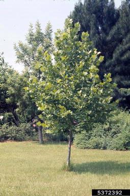 green alga (Cephaleuros virescens ) on sycamore (Platanus spp. ) - 5372392