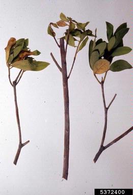 green alga (Cephaleuros virescens ) on rhododendrons and azaleas (Rhododendron spp. ) - 5372400