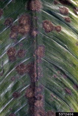 green alga (Cephaleuros virescens ) on peace lily (Spathiphyllum spp. ) - 5372406