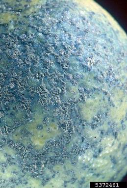 sweet orange scab (Elsinoe australis ) on lemon (Citrus x limon ) - 5372461
