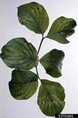 spot anthracnose (Elsinoe corni ) on flowering dogwood (Cornus florida ) - 5372466