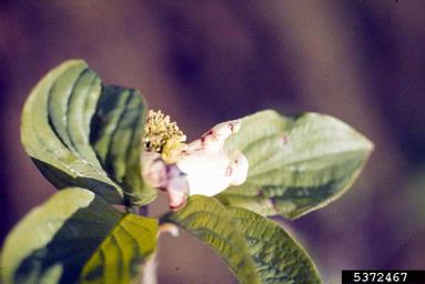 spot anthracnose (Elsinoe corni ) on flowering dogwood (Cornus florida ) - 5372467