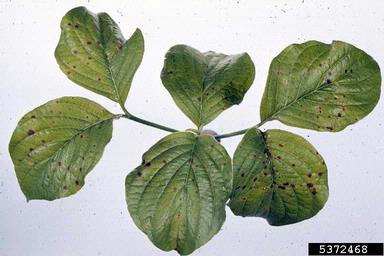 spot anthracnose (Elsinoe corni ) on flowering dogwood (Cornus florida ) - 5372468