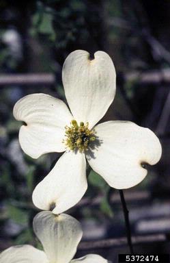 spot anthracnose (Elsinoe corni ) on flowering dogwood (Cornus florida ) - 5372474