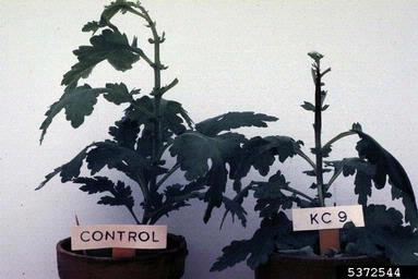 bacterial soft rot (Pectobacterium carotovorum ssp. carotovorum) on swordfern (Nephrolepis Spp. ) - 5372544