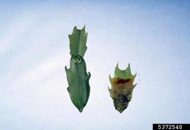 bacterial soft rot (Pectobacterium carotovorum ssp. carotovorum) on false Christmas cactus (Schlumbergera truncata ) - 5372548