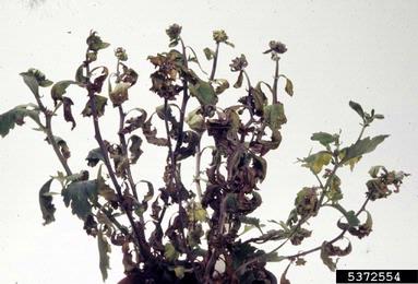 Fusarium wilts, blights, rots and damping-off (Fusarium spp. ) on chrysanthemum (Chrysanthemum spp. ) - 5372554