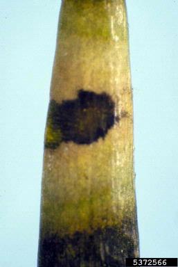 Gibberella canker (Gibberella baccata ) on Florida nutmeg (Torreya taxifolia ) - 5372566