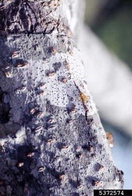 mimosa wilt (Fusarium oxysporum f.sp. perniciosum) on mimosa (Albizia julibrissin ) - 5372574