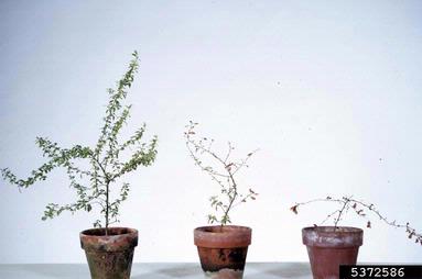 Fusarium root rot and wilt (Fusarium oxysporum ) on firethorn (Pyracantha spp. ) - 5372586
