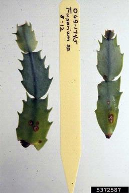 Fusarium wilts, blights, rots and damping-off (Fusarium spp. ) on false Christmas cactus (Schlumbergera truncata ) - 5372587