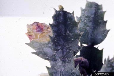 Fusarium root rot and wilt (Fusarium oxysporum ) on false Christmas cactus (Schlumbergera truncata ) - 5372589