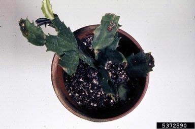 Fusarium root rot and wilt (Fusarium oxysporum ) on false Christmas cactus (Schlumbergera truncata ) - 5372590