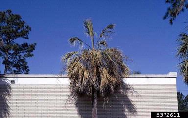 Ganoderma root rots (Ganoderma spp. ) on cabbage palmetto (Sabal palmetto ) - 5372611