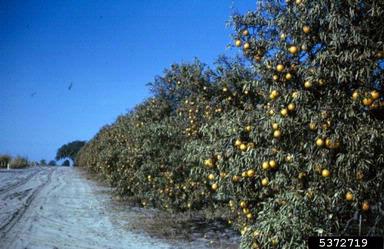 frost and winter injury (general) (  ) on citrus (Citrus spp. ) - 5372719