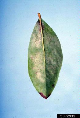 powdery mildew (Microsphaera penicillata ) on rabbit-eye blueberry (Vaccinium virgatum ) - 5372931