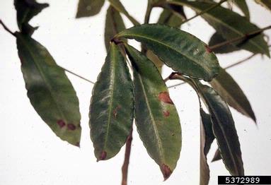 Mycosphaerella fungi (Mycosphaerella spp. ) on coral ardisia (Ardisia crenata ) - 5372989