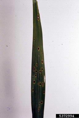 Mycosphaerella fungi (Mycosphaerella spp. ) on coconut palm (Cocos nucifera ) - 5372994
