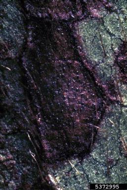 Mycosphaerella fungi (Mycosphaerella spp. ) on rhododendrons and azaleas (Rhododendron spp. ) - 5372995