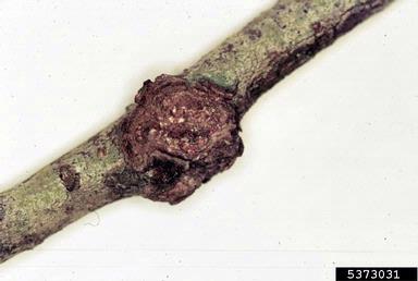 Nectria canker (Nectria spp. ) on Japanese cheesewood (Pittosporum tobira ) - 5373031