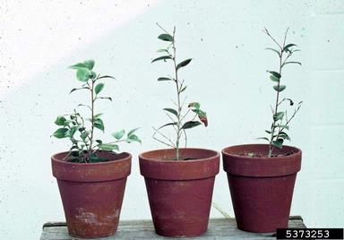 Phytophthora root and crown rots (Phytophthora spp. ) on camellia (Camellia spp. ) - 5373253
